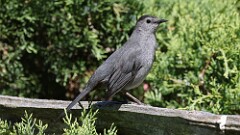 1: Gray Catbird 5M2_0147