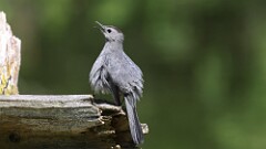 2: Gray Catbird 5M2_0159