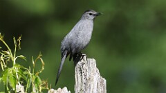 4: Gray Catbird 5M2_0330