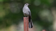 5: Gray Catbird 5M2_0495